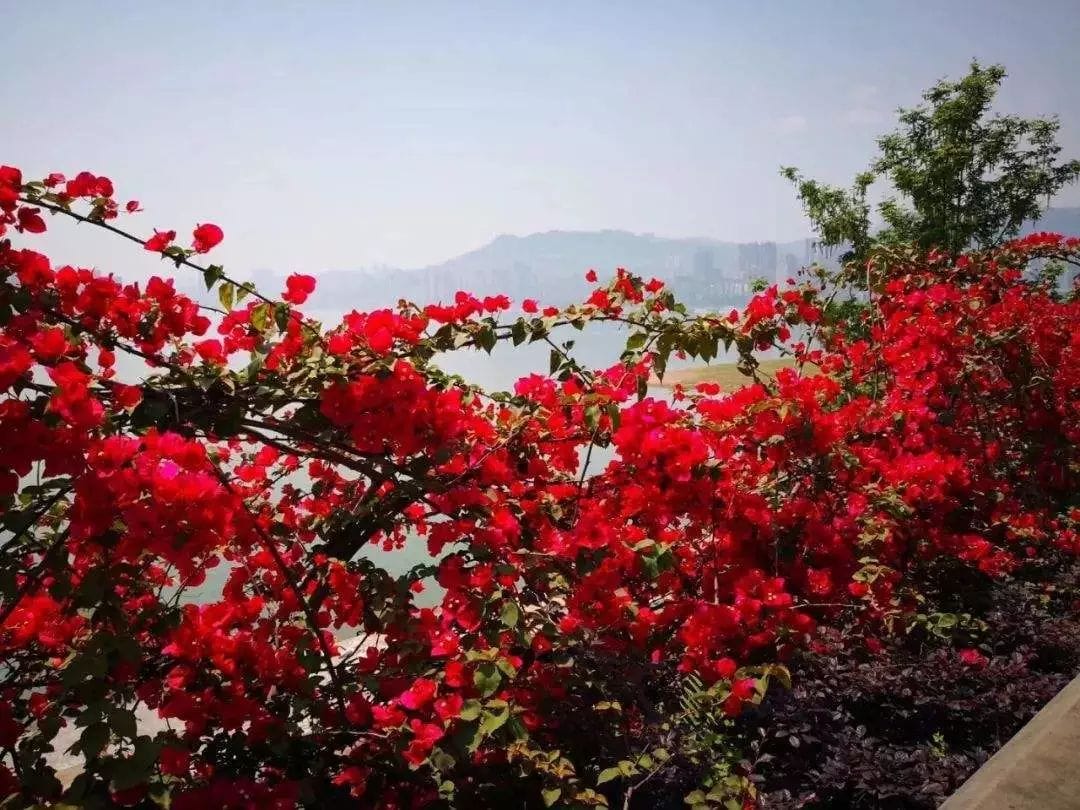 廣州全市實體書店、“花城書房”、農(nóng)家書屋、報刊亭等連成“紅色書?！薄?木棉盛放，書香羊城換“紅裝”